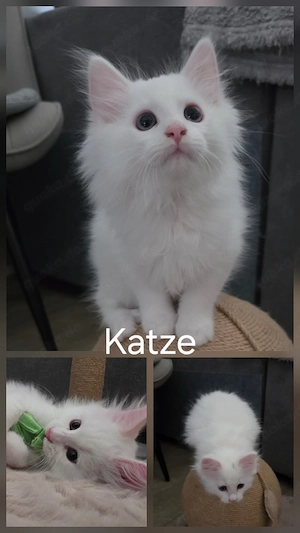 Maine coon Mädel 