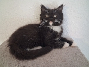 Maine Coon Ragdoll Mix Kitten, Babykatzen, Katzenbabys, cats, Kätzchen