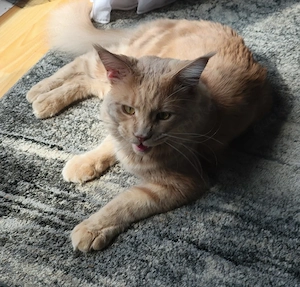 Deckkater Main Coon mit Erfahrung 