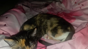 Britisch Kurzhaar Kater 