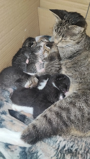 Unsere Kitten dürfen besucht und ausgesucht werden 