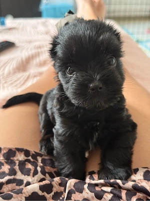 Yorkshire-Terrier-Welpe sucht ein liebevolles Zuhause   