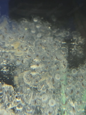 10x Eier Laich Axolotl selber aufziehen Laichdatum 21.08.2026 Bild 7