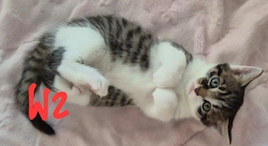 Katzenbaby's