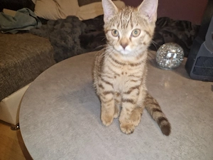 KatzenbabysBKH mit Hauskatzezu verkaufen 
