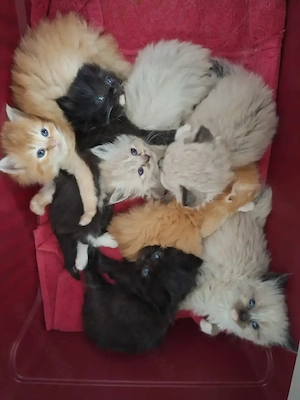 Maine Coon Ragdoll Mix Kitten, Babykatzen, Katzenbabys, cats, Kätzchen