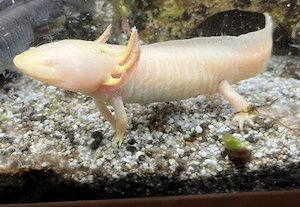 3 Axolotl abzugeben