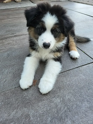 Australian Shepherd Welpen