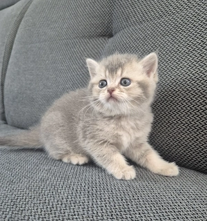 Süße BKH kitten 