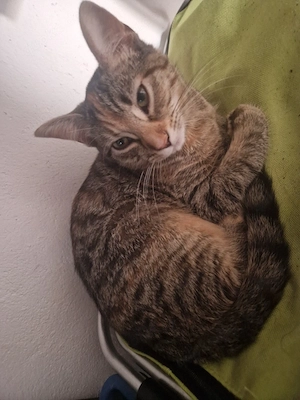 Kleine Maus sucht 