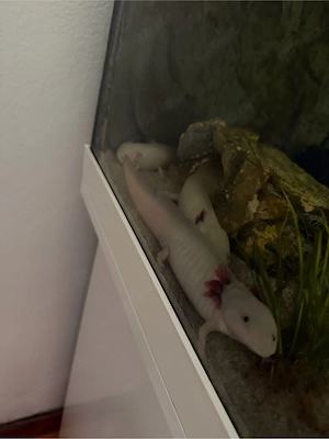 3 Axolotl abzugeben 