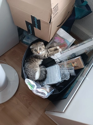 Katze sucht