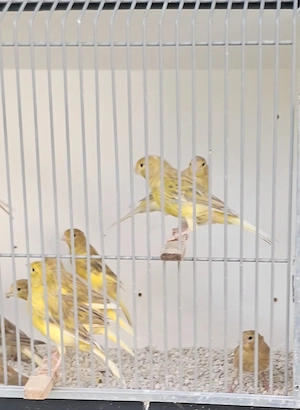 Kanarienvögel Isabell Gelb
