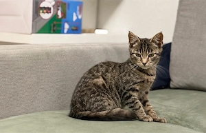 Europäisch Kurzhaar Kater sucht neues Zuhause