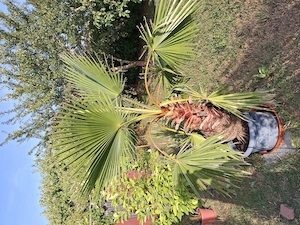 "Washingtonia" sucht neues Zuhause