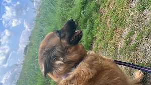 Kangal kuvasz mix sucht ein Zuhause 