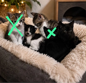 liebevolle katzenbabys