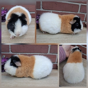 Weibchen US Teddy Jungtiere Erziehertier Meerschweinchen 