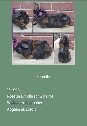 Weibchen Rosette Meerschweinchen  Bild 5