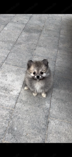 Zwergspitz Pomeranian 