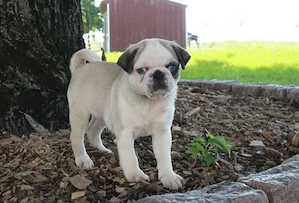 Mops-Welpen zur Adoption
