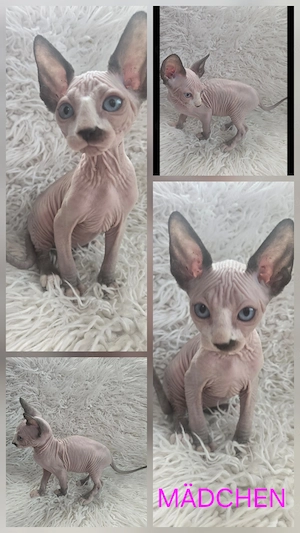 2 Sphynx Engel bereit für das große Abenteuer 