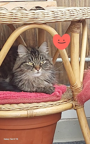 Maine Coon,Norweger Mix ,1,5 Jahre,weiblich