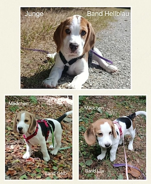 ABGABEBEREIT Diese Süßen Beagle Welpen suchen noch ein Zuhause 
