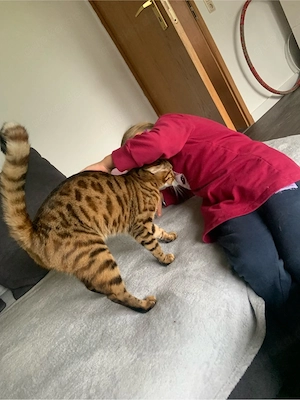 Kater Katze  Bild 7