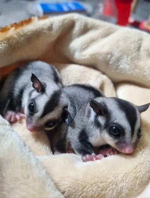 Sugar Glider   Männchen & Weibchen
