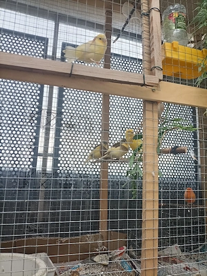 Schön kanren Vogel 