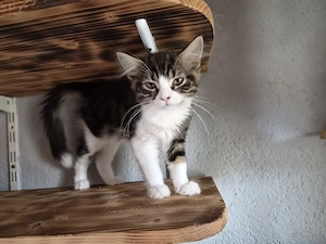 Maine-coon  Perser Mix