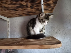 Maine-coon  Perser Mix