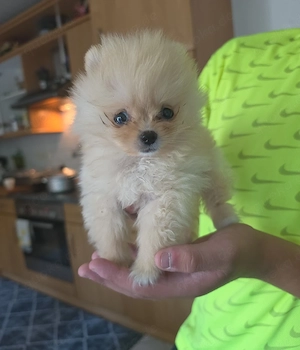 Zwergspitz   Pomeranian Welpe   3,5 Monate alt
