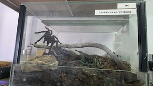 Lasiodora parahybana Vogelspinne mit terrarium 