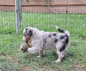 Mini-Aussie  reinrassig ohne Papiere 