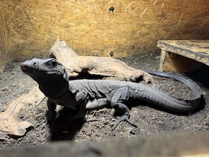 Varanus Salvator (bindenwaran) Schwarz (Black Dragon)