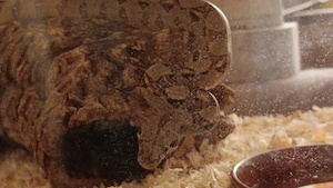 *Tausch möglich* 1.1 Boa c.i. von 26