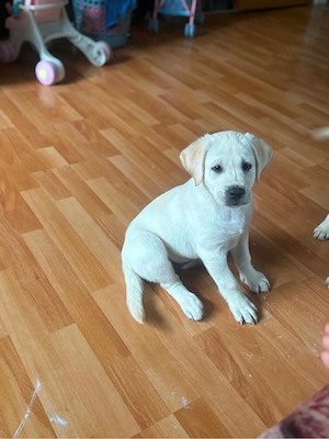 Labrador 3 monat alt