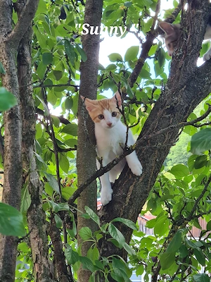 Verschmuste Katzenbabys, Kitten, Kätzchen 12 Wochen alt ab sofort abzugeben