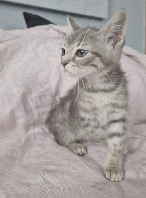 Kätzchen babys