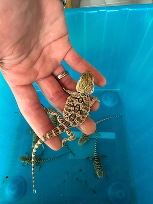 Bartagame 