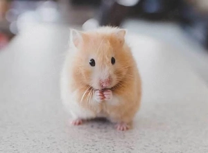 Gesucht! Hamster