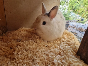 männliches Löwenkopf-Kaninchen 