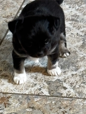 Chihuahua Welpen suchen ihr Zuhause