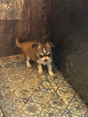 Chihuahua Welpen suchen ihr Zuhause