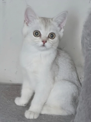 Alle Kitten für je 450  . Abholung bis 20.09.Zuckersüße BKH kitten silver schadet mit Grünen Augen