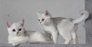 Zuckersüße BKH kitten silver schadet mit Grünen Augen