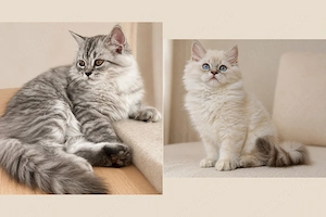 Reinrassige BLH 2 wunderschöne Langhaar-Kitten weißes Mädchen und silbergrauer Junge abgabebereit! 
