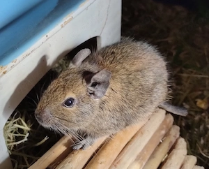 Einsamer Degu gesucht